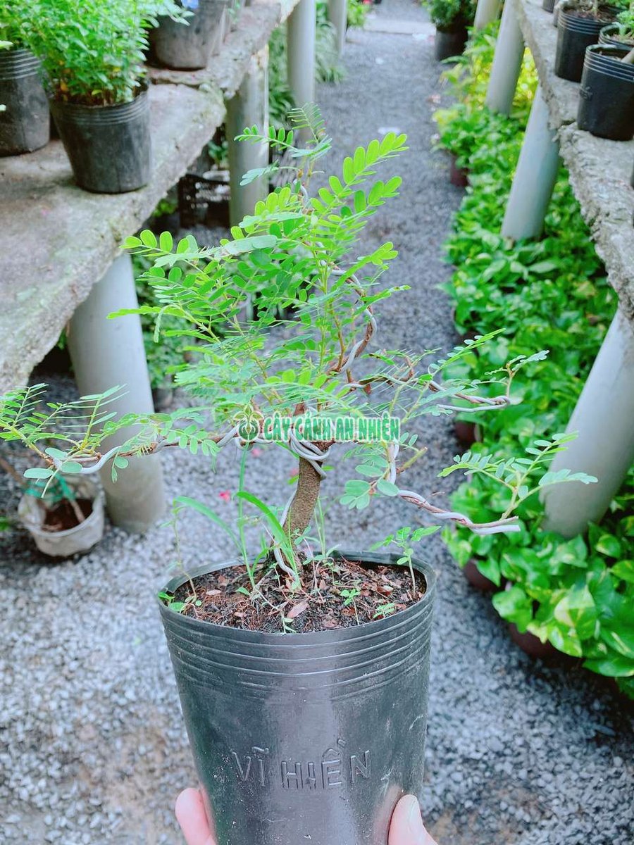 Cây Me Bonsai 30cm