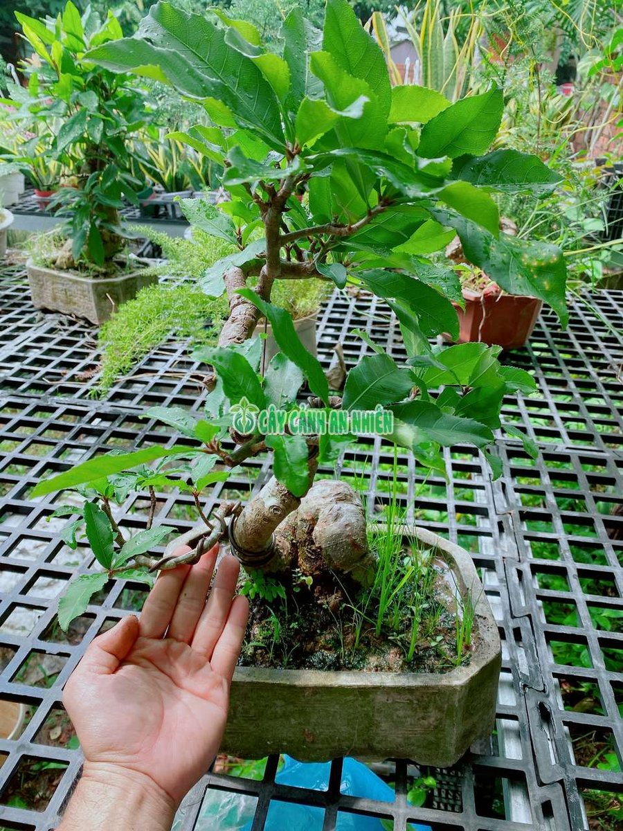 Chậu Sung Bonsai Lớn 50-60cm