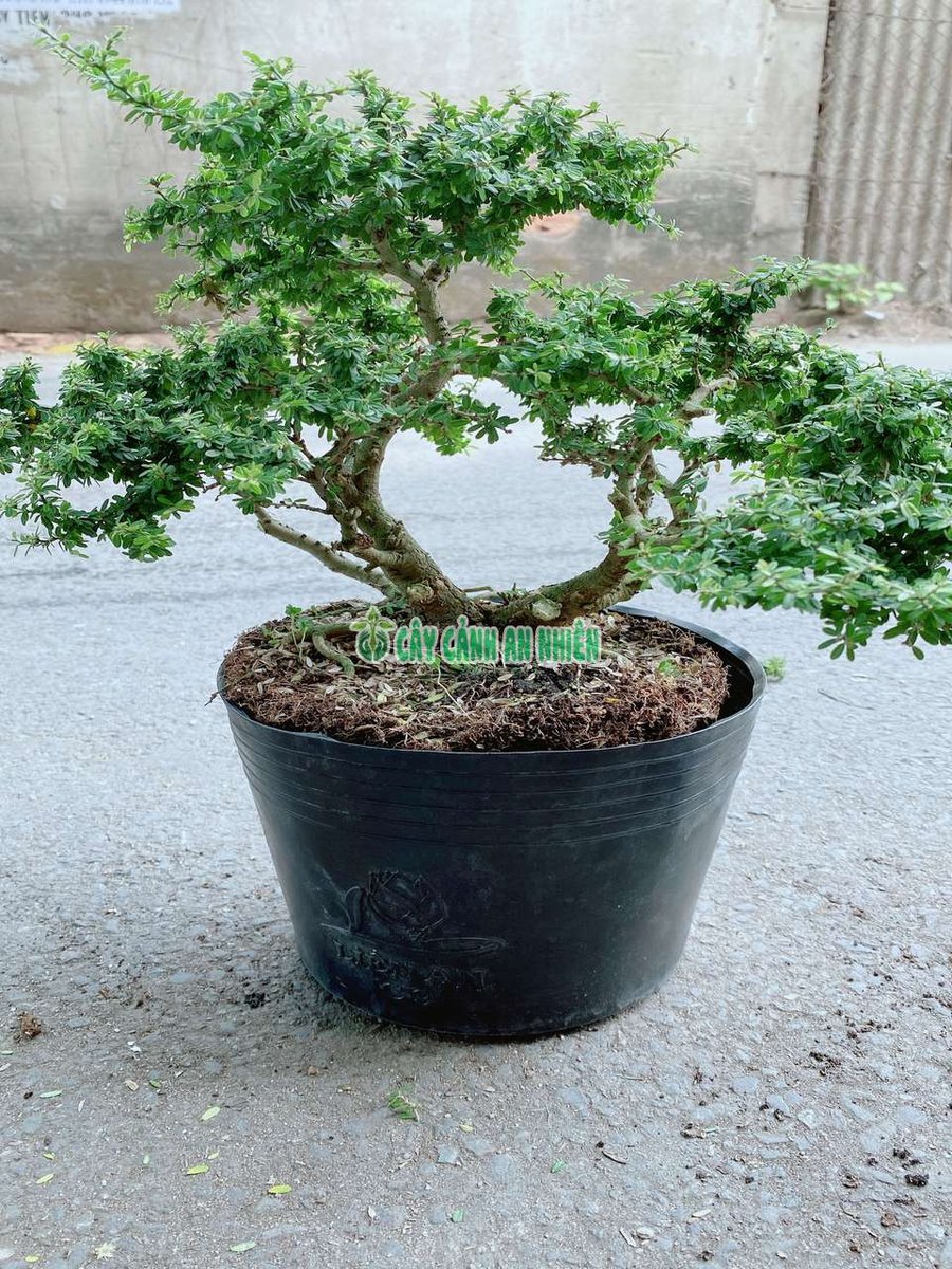 Cây Linh Sam Hạt Gạo 30cm