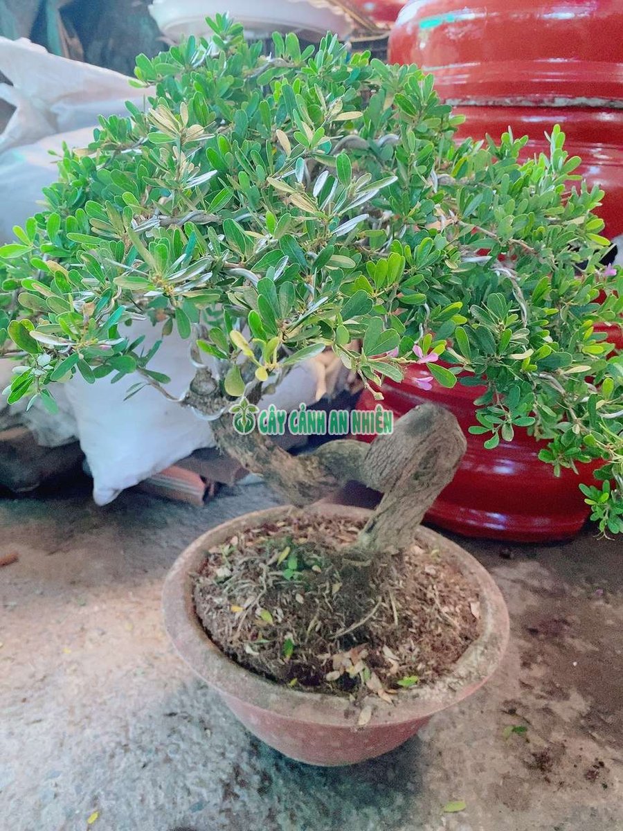 Cây Linh Sam Hạt Gạo Bonsai