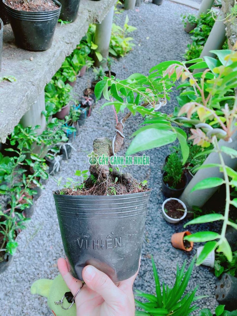 Cây Khế Bonsai 30-40cm