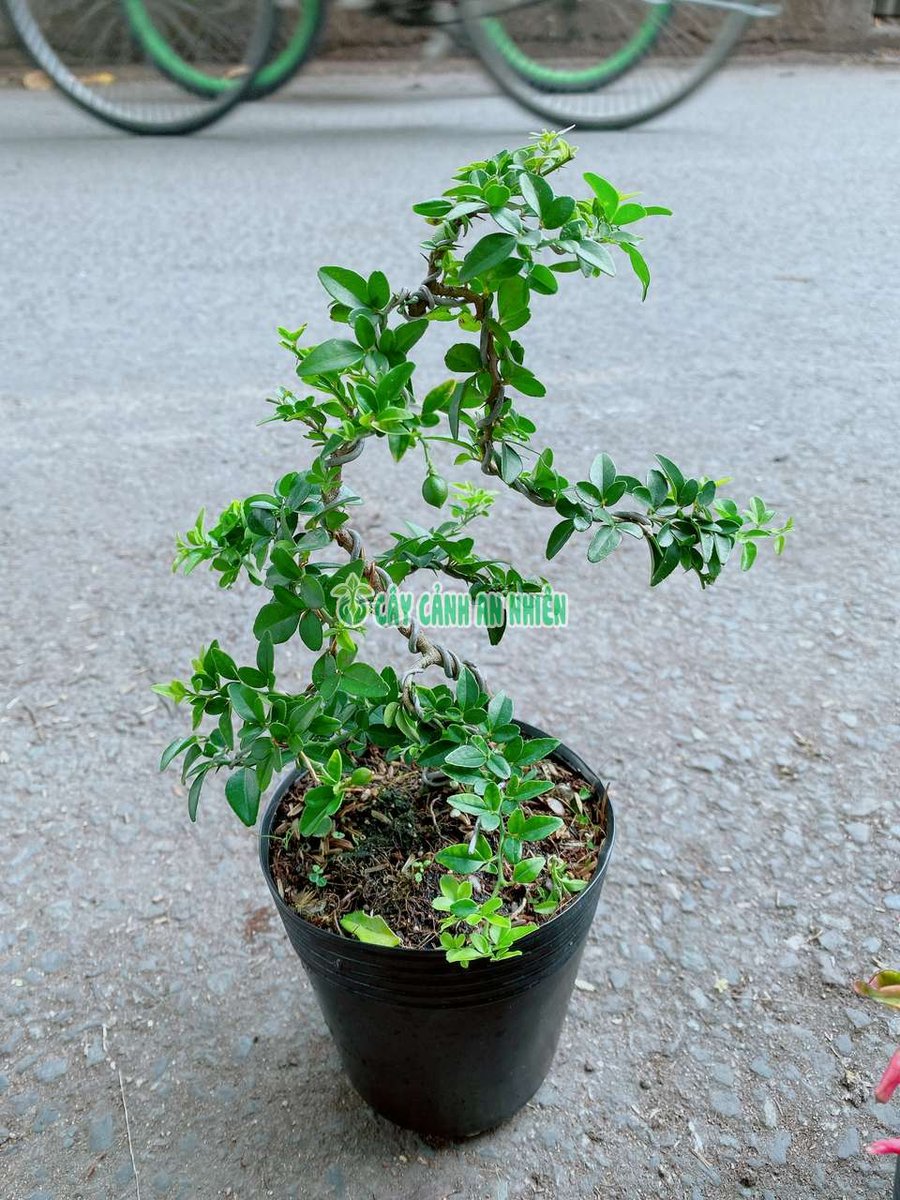 Cây Kim Quýt Thái Bonsai 30-40cm