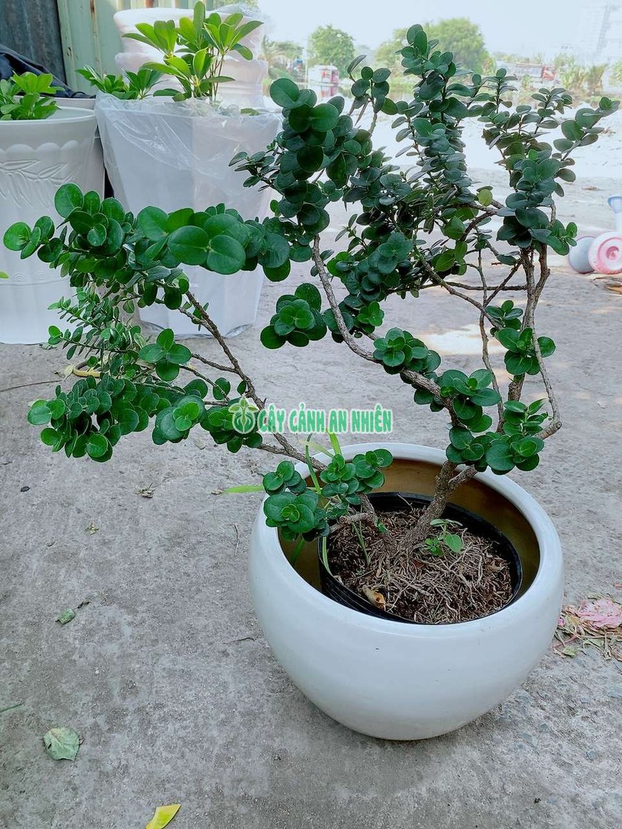 Chậu Cây Da Nhật Bonsai Cao 30-40cm