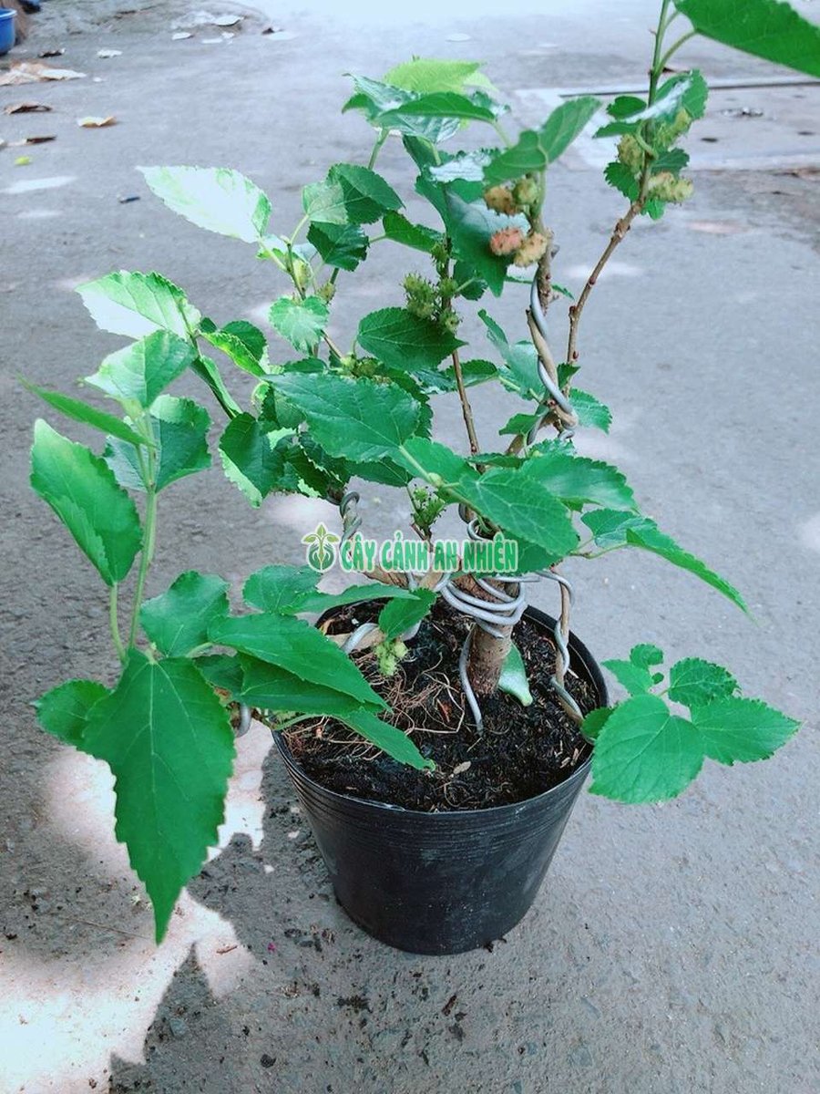 Cây Dâu Tầm Bonsai Cao 30-40cm
