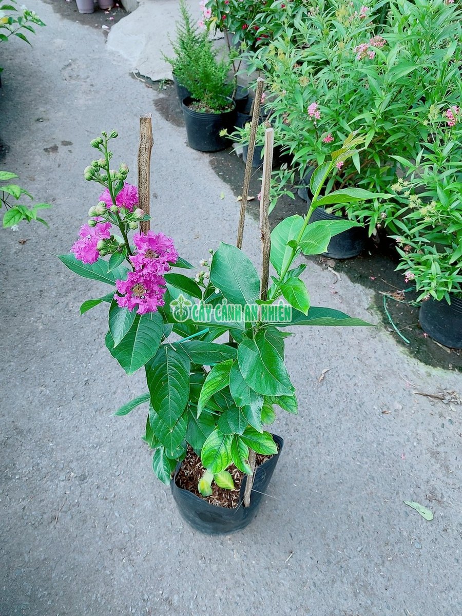 Cây Hoa Bằng Lăng Tím 60-120cm