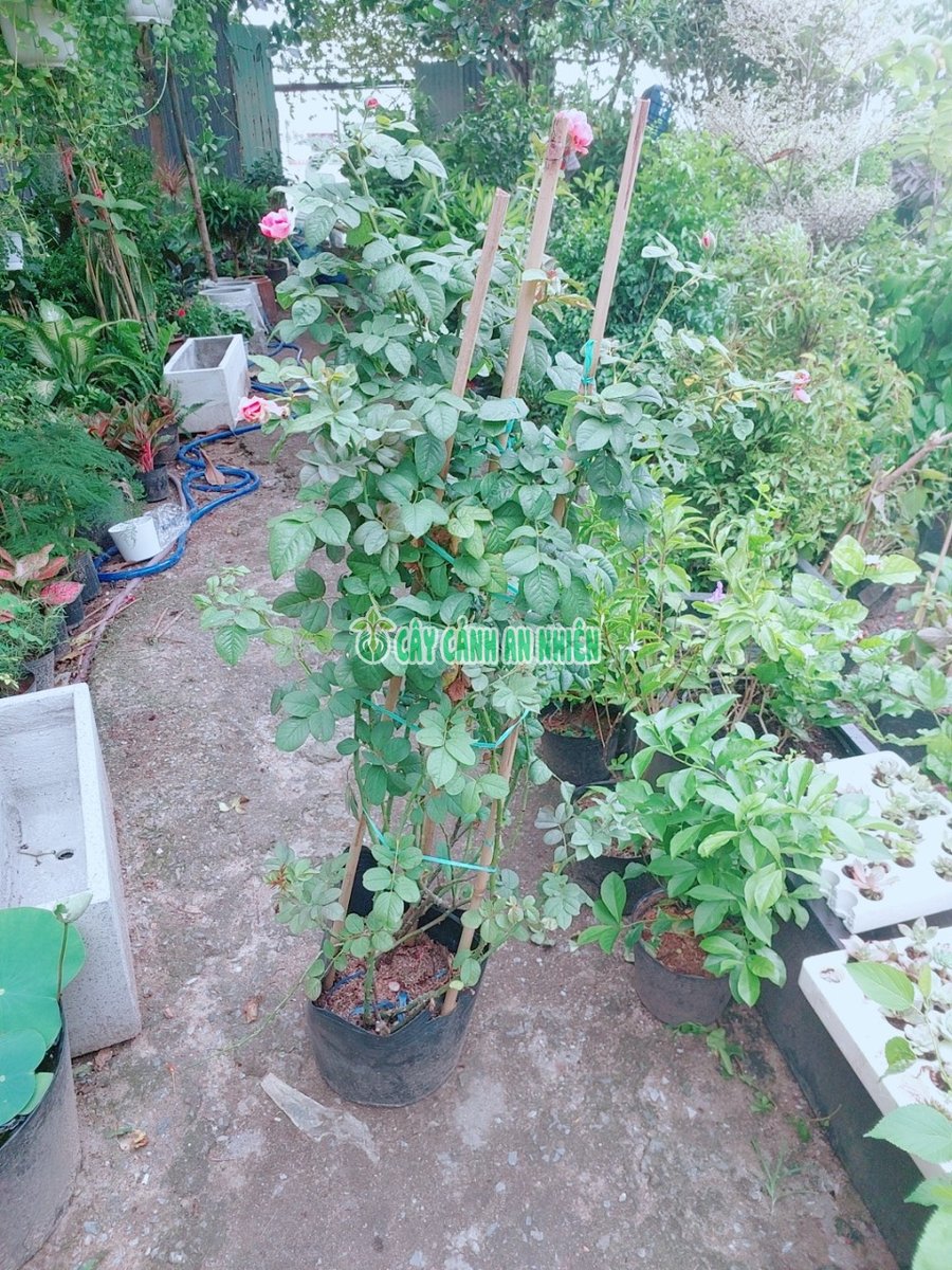 Bụi Hoa Hồng Leo Cao Trên 1M