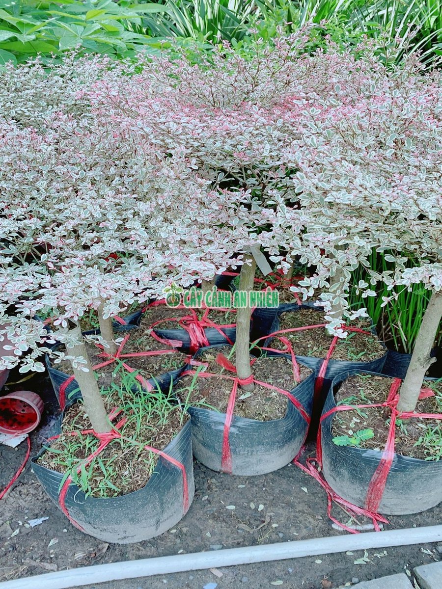 Cây Bàng Cẩm Thạch