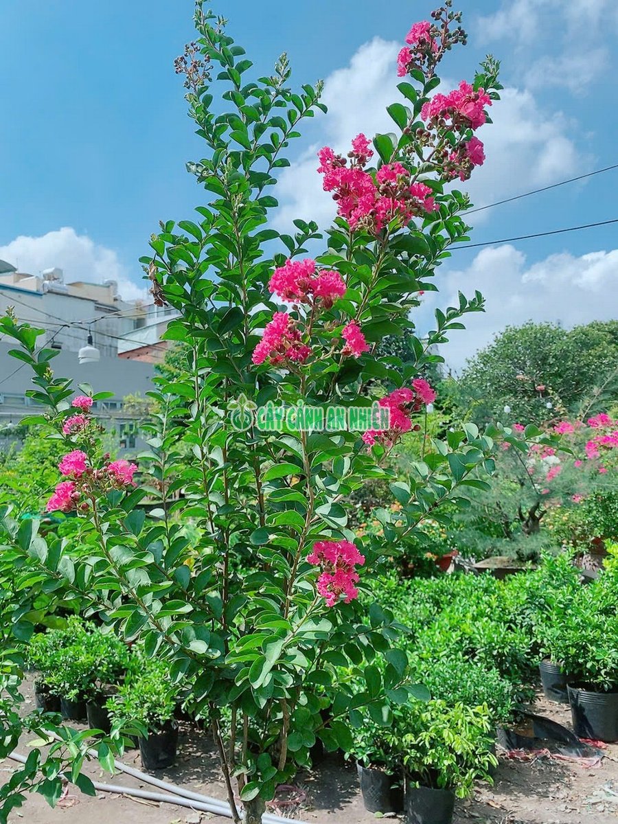 Cây Bằng Lăng Tím Cao 2m