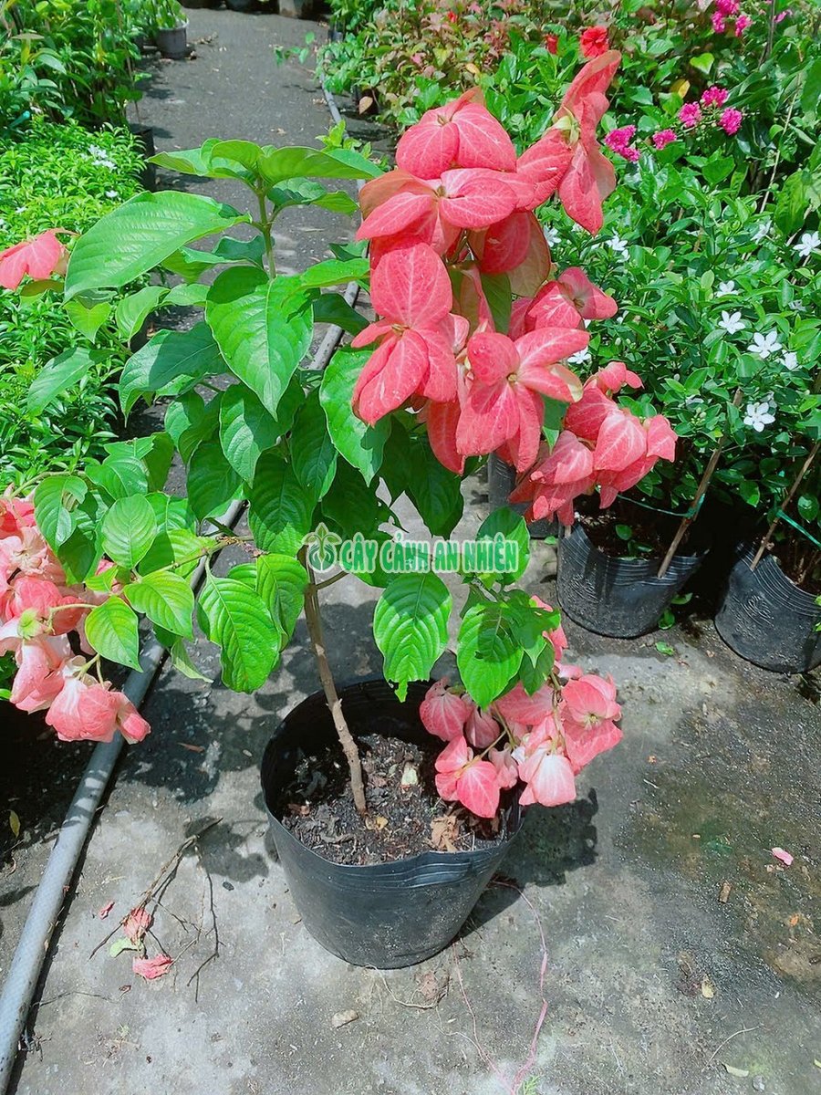 Cây Én Hồng