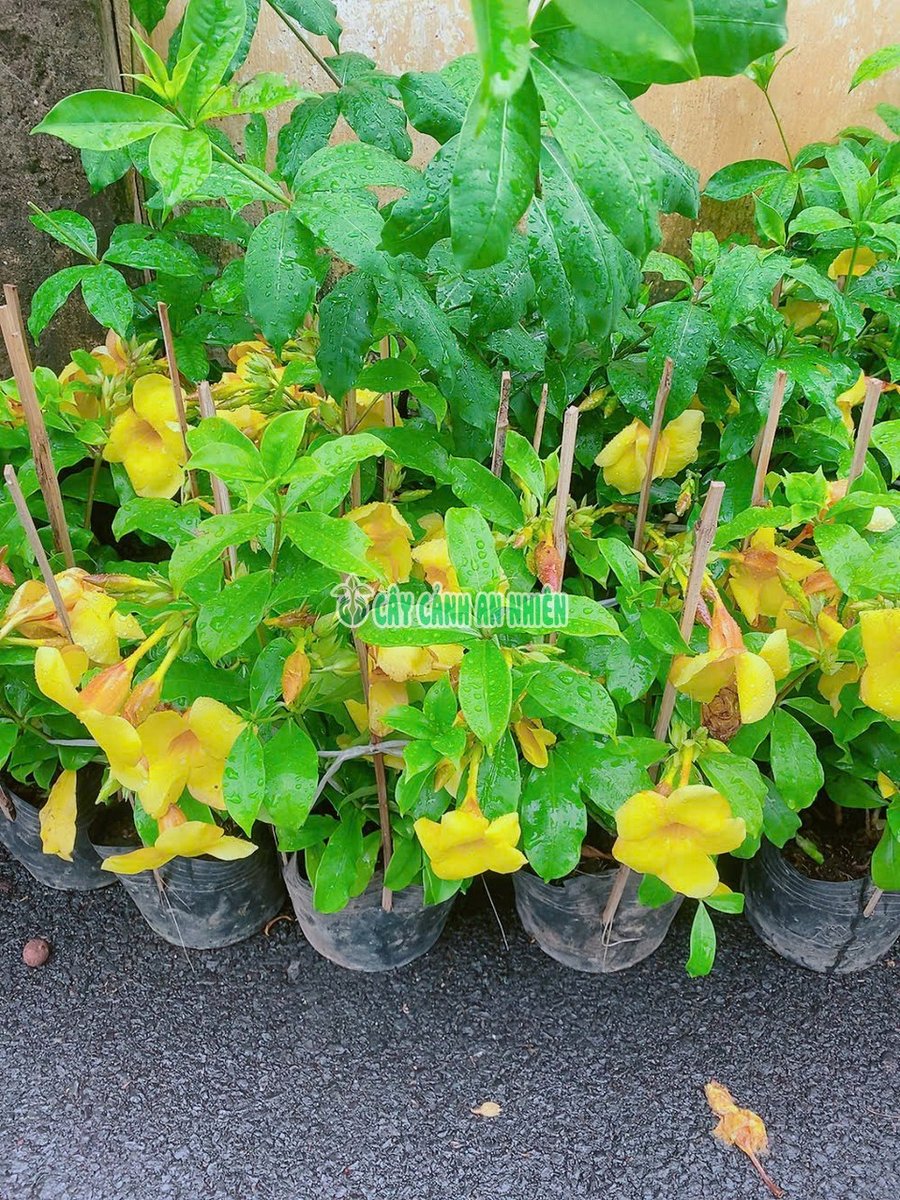 Cây Hoa Huỳnh Đệ Cao 50-60cm