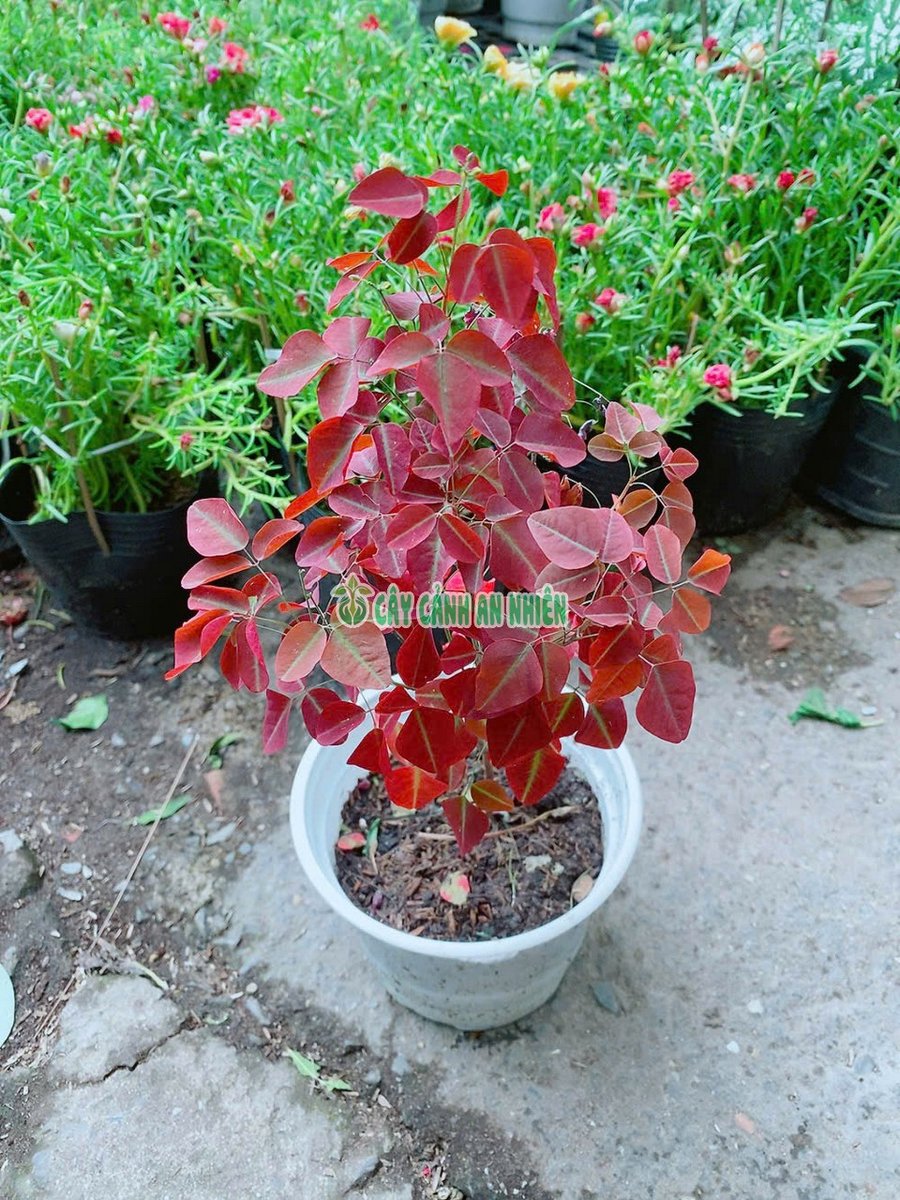 Cây Bướm Đỏ 30-40cm