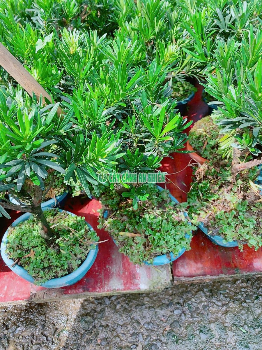 Cây Tùng Vạn Niên Cao 20cm