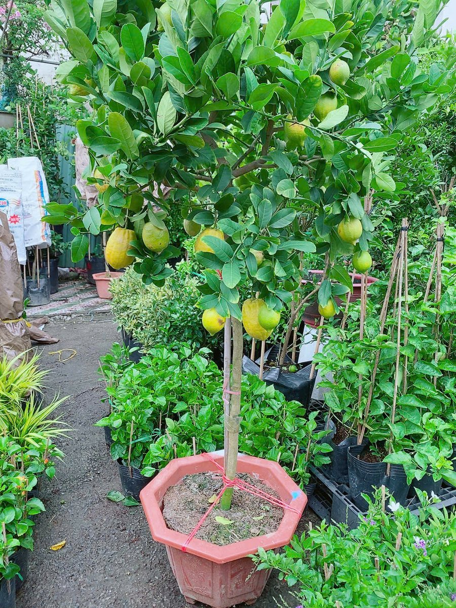 Cây Chanh Mỹ 1 Cốt Cao 2m5