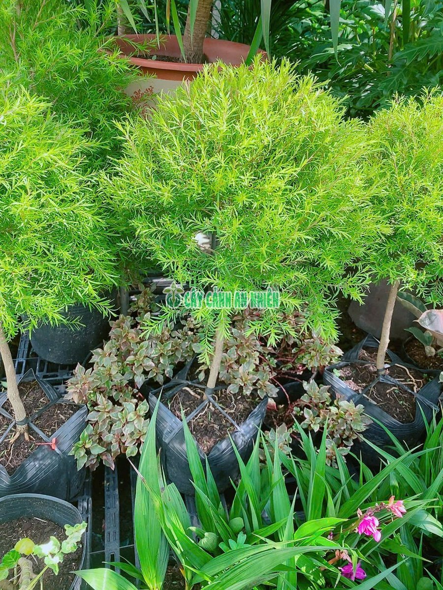 Cây Tùng Hoàng Kim Cao 60-70cm Tàn 40cm