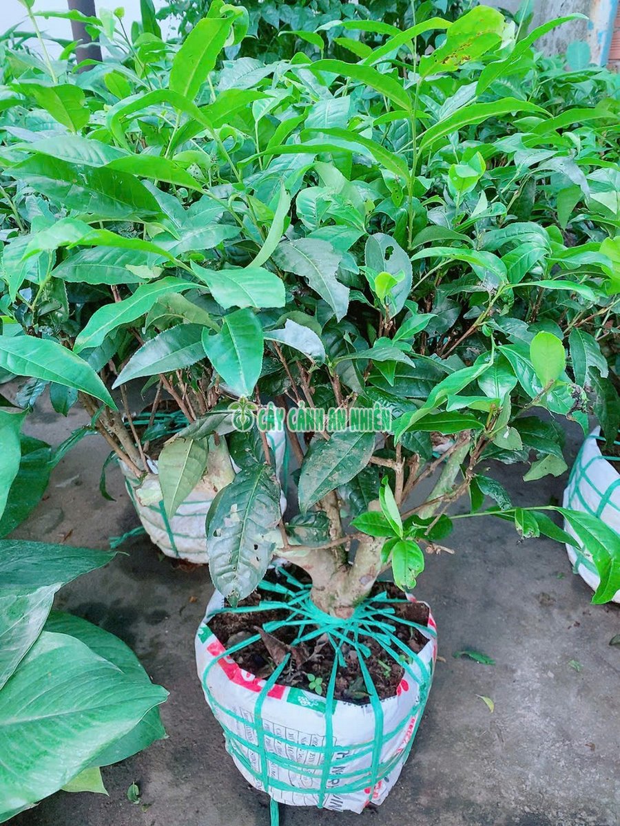 Cây Trà Xanh Cổ Thụ Cao 1m
