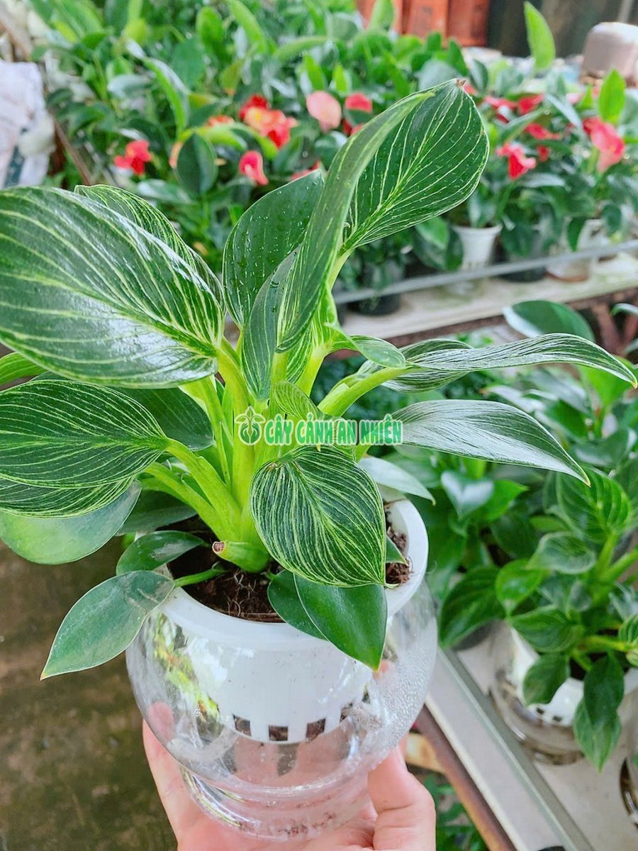 Trầu Bà Kim Cương Trồng Thủy Canh