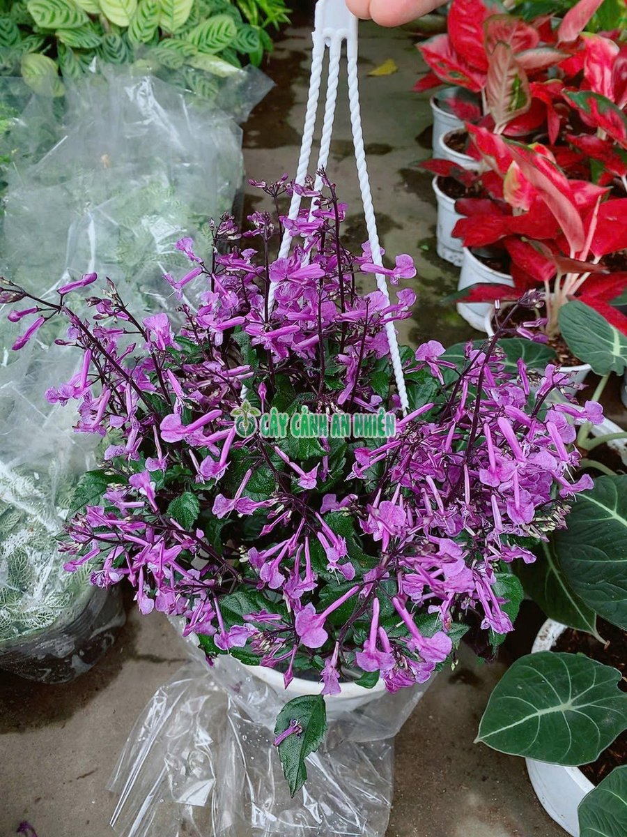 Cây Hoa Oải Hương Mona