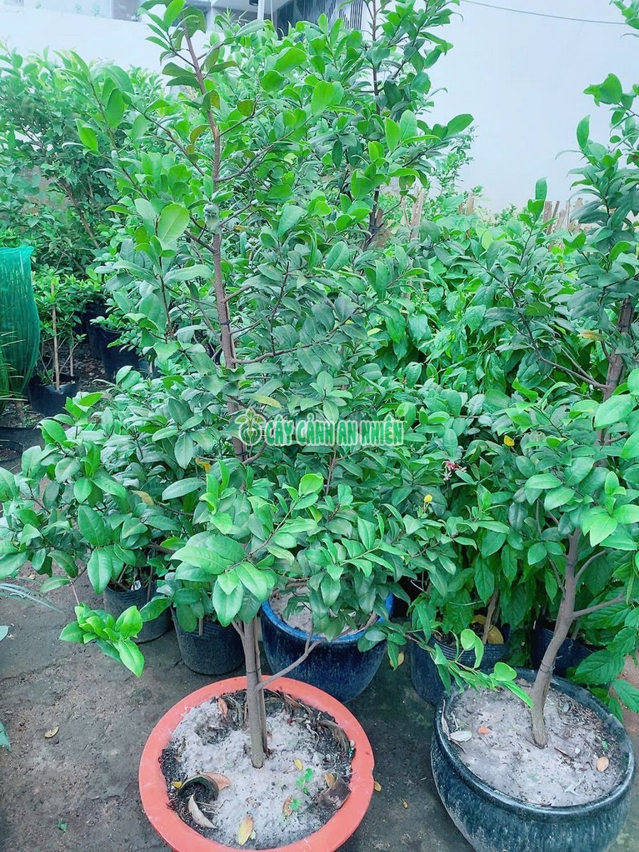 Cây Mai Vàng Tứ Quý Cao 1m8