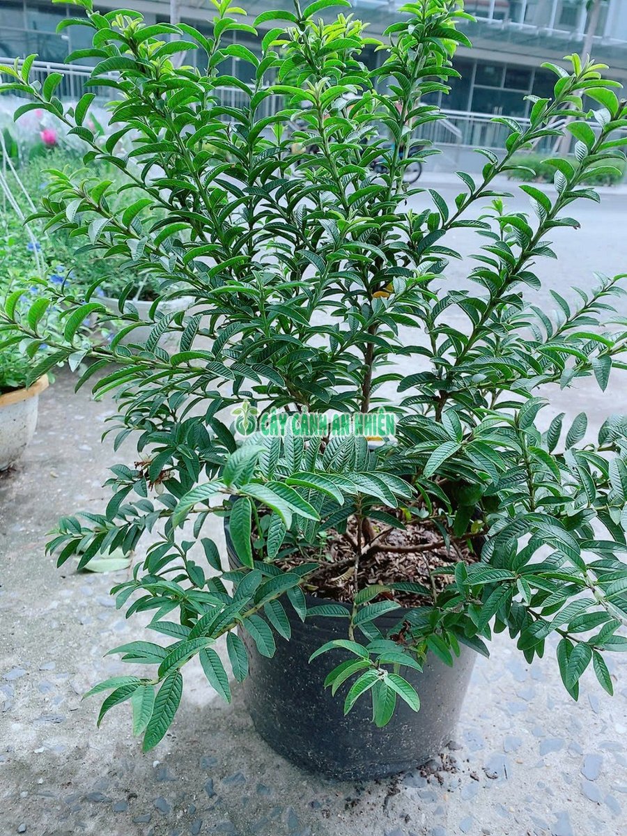 Cây Ổi Sẻ