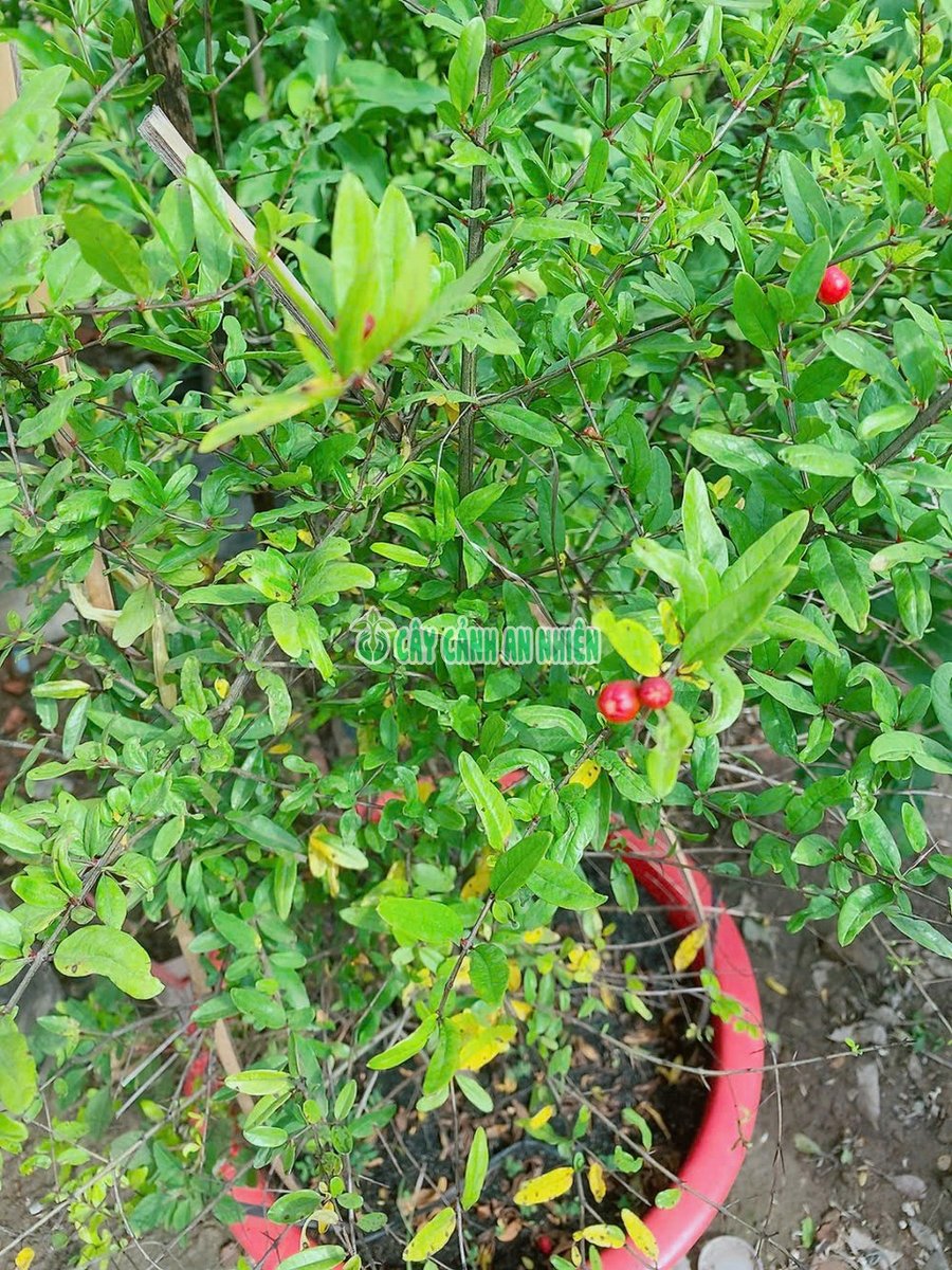 Chậu Cây Lựu Ấn Độ Cao 1m2 Tán 60-80cm