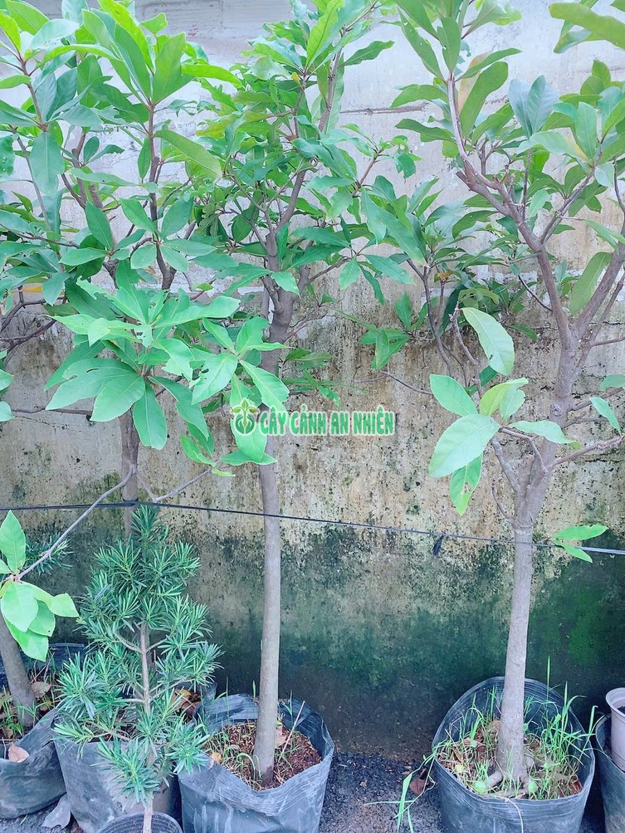 Cây Lộc Vừng Cao 1m8