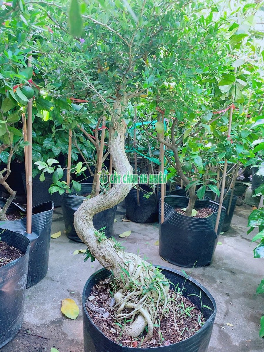 Cây Linh Sam 86 Gốc Cao 80cm-1m