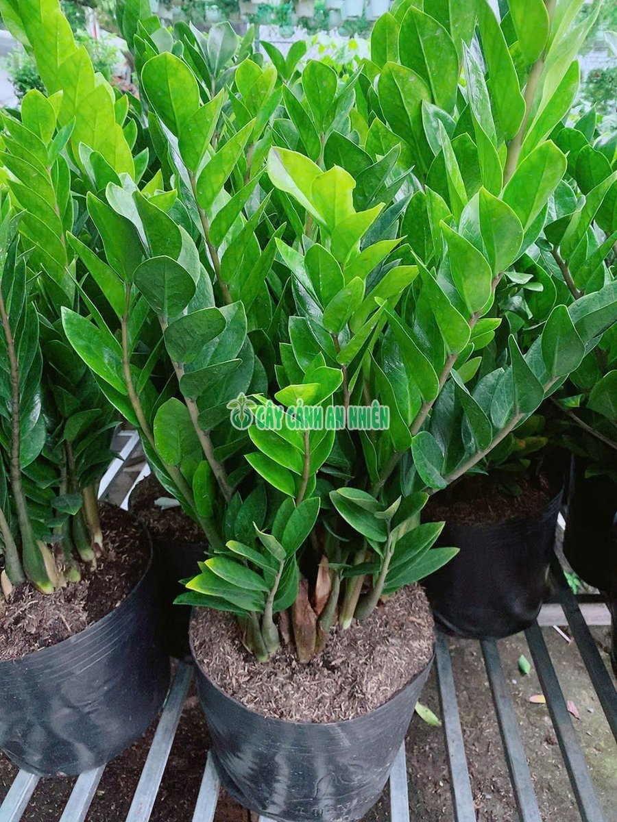 Bụi Kim Tiền Lớn Cao 1m Tán 60cm