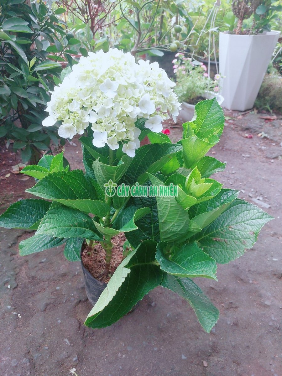 Cây Cẩm Tú Cầu Nhiều Hoa