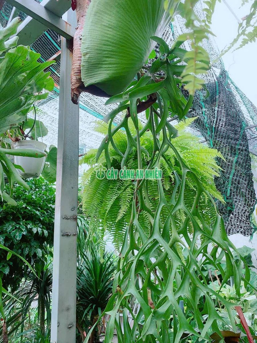 Cây Ổ Rồng Đẹp
