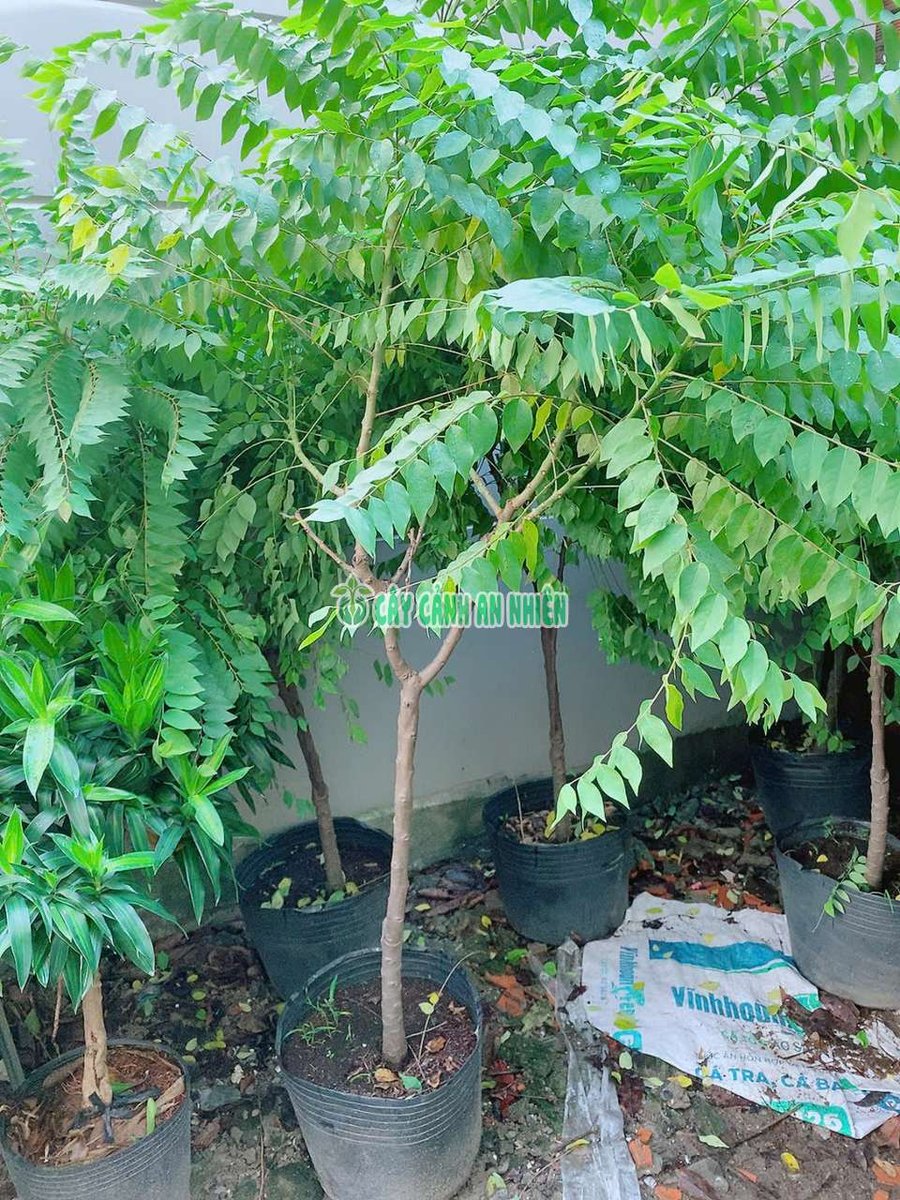 Cây Chùm Ruột Cao 1m6-2m