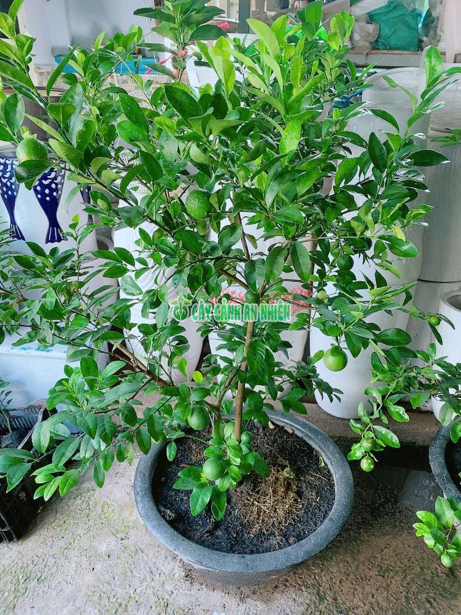 Chanh Tứ Quý Lớn Cao 1m5-1m7 tán 1m2