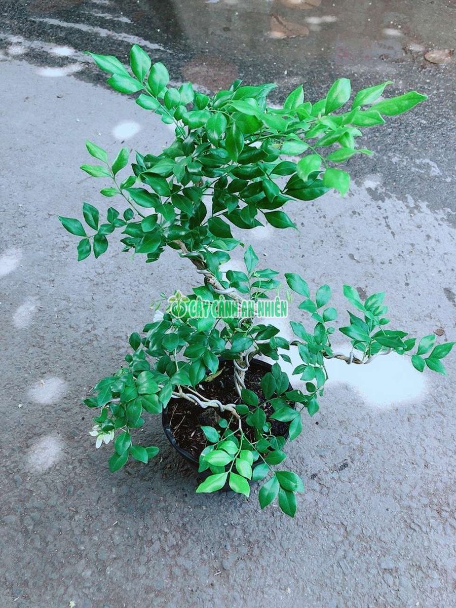 Cây Nguyệt Quế Bonsai 30-40cm