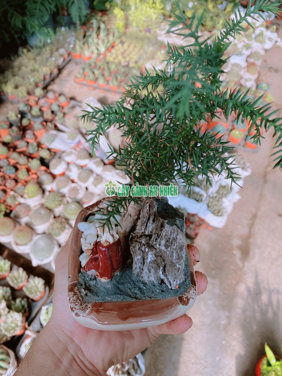 Chậu Cây Tùng Bách Tán-Xương Cá 20cm