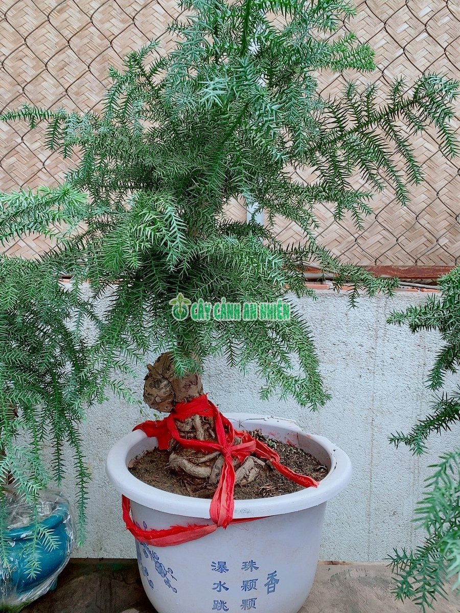 Cây Tùng Bồng Lai -Xương Cá Lớn