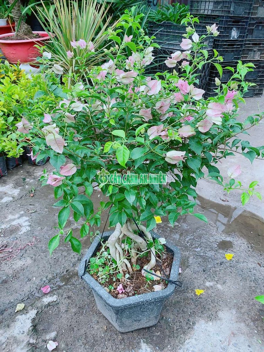 Cây Hoa Giấy Bonsai