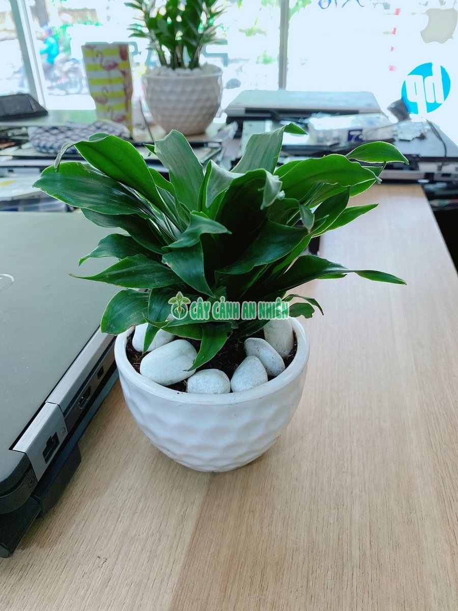 Cây Phát Tài Nhật Để Bàn