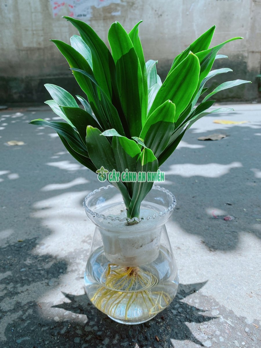 Cây Phát Tài Nhật Thủy Sinh