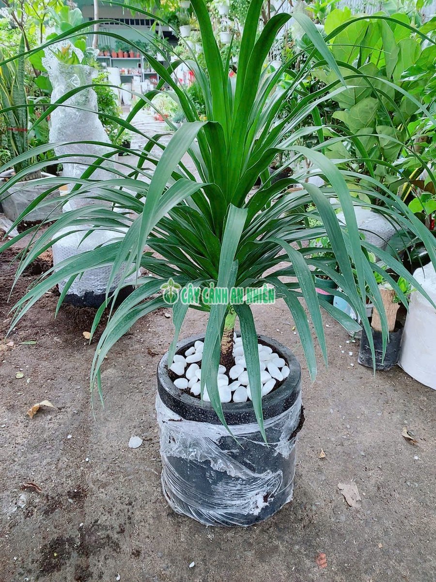 Cây Phát Tài Núi Một Thân 70-100cm