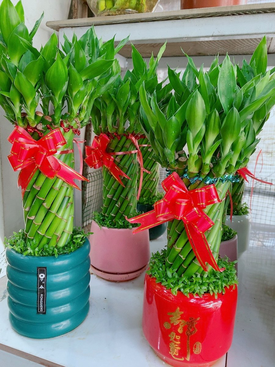 Chậu Trúc Phát Tài Xoắn Cao Từ 25-40cm