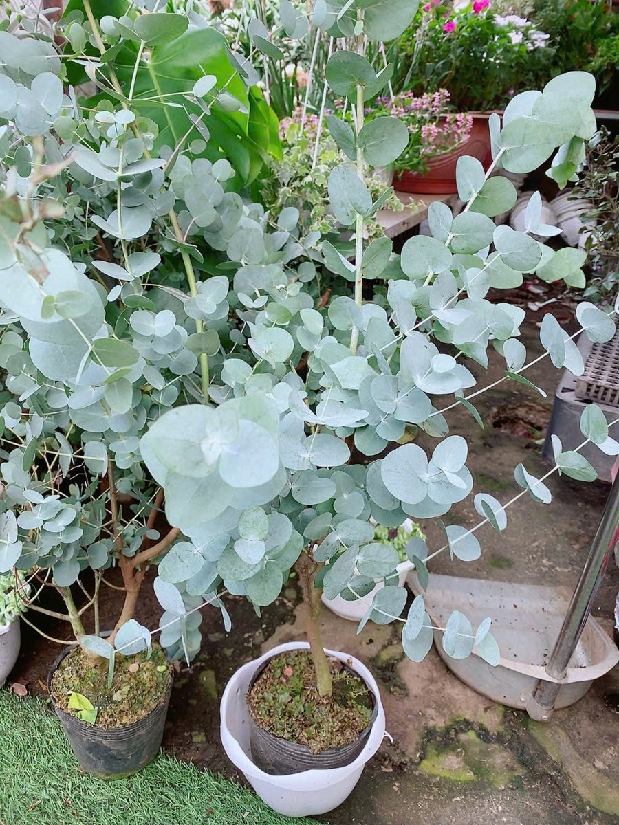 Cây Khuynh Diệp – Đô La
