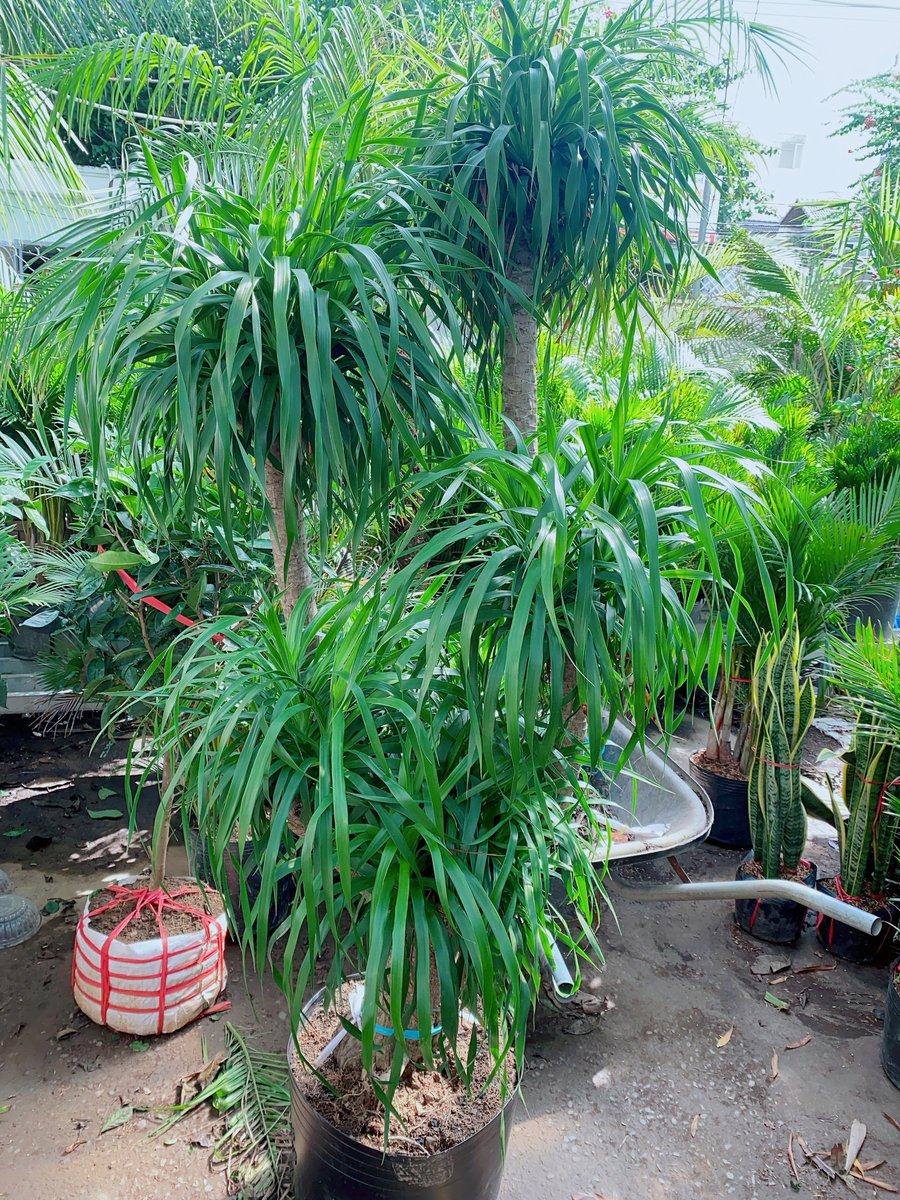 Cây Phát Tài Núi Nhiều Nhánh