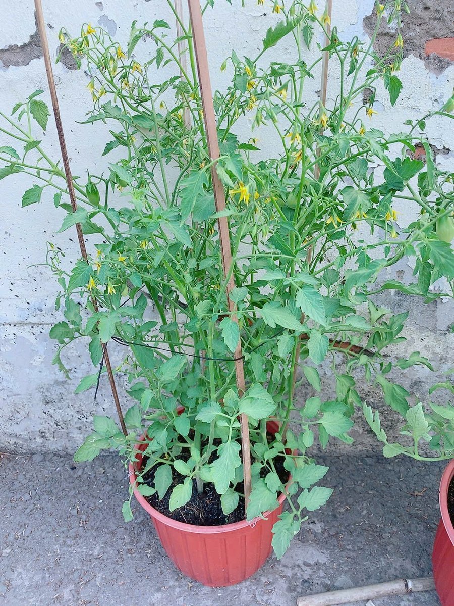 Cây Cà Chua Bi Cao 70-100cm