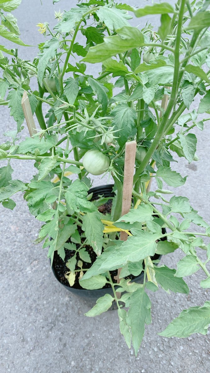 Cây Cà Chua Trái Tròn Lớn