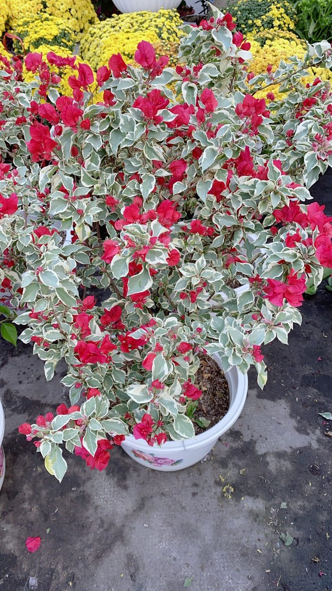 Cây Hoa Giấy Cẩm Thạch