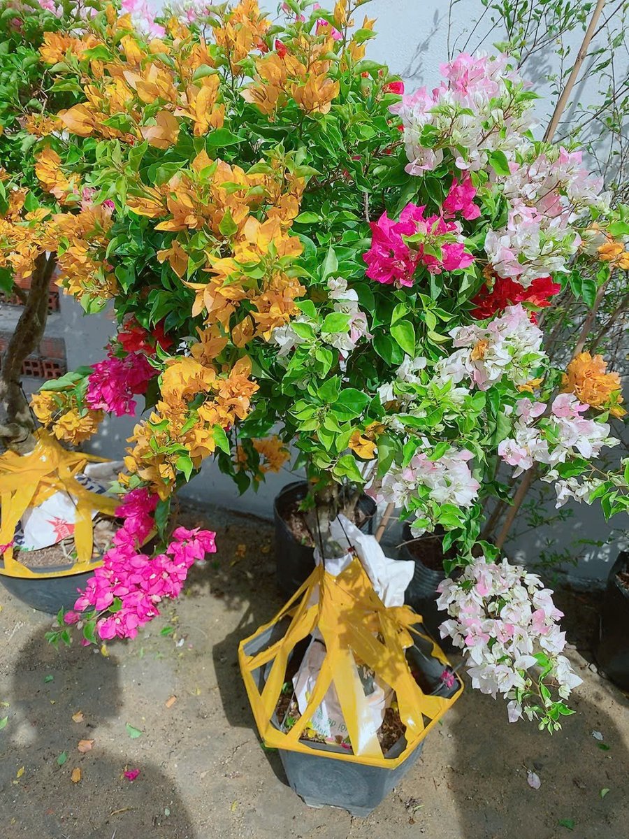 Cây Hoa Giấy Ngũ Sắc