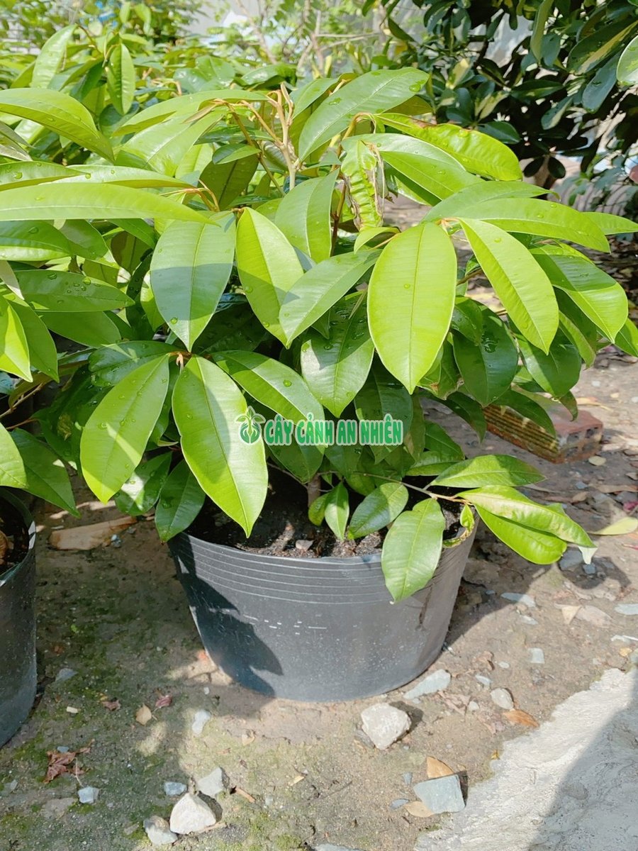 Cây Vú Sữa 70-100cm