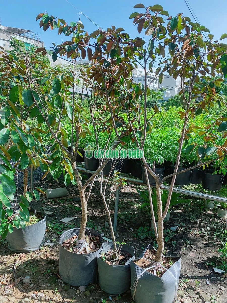 Cây Vú Sữa Lò Rèn Cao 1m8-2m2