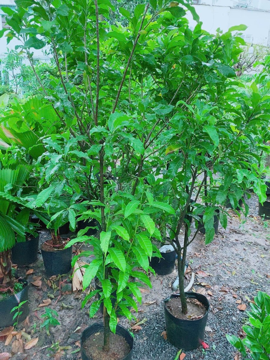 Cây Vú Sữa Hoàng Kim