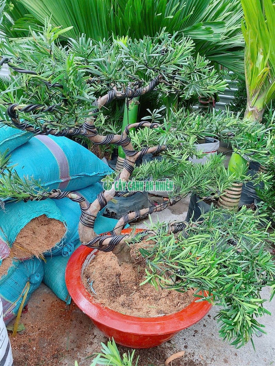 Cây Tùng Vạn Niên Bonsai Hoành 25-28cm Cao 1m-1m2