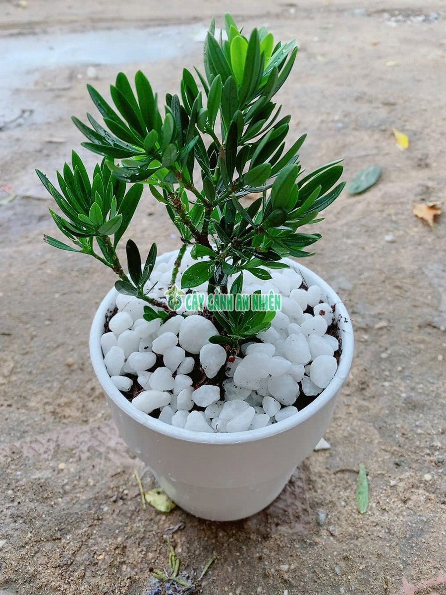 Chậu Cây Tùng Kim Cương 20cm